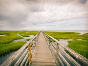 Wildlife of the Coastal South Carolina Marsh