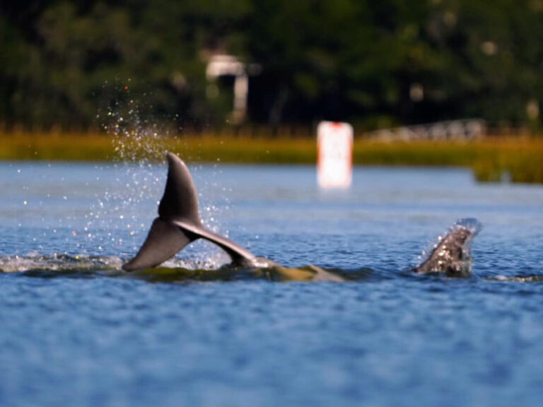 What’s the Best Time of Day to See Dolphins on Hilton Head?